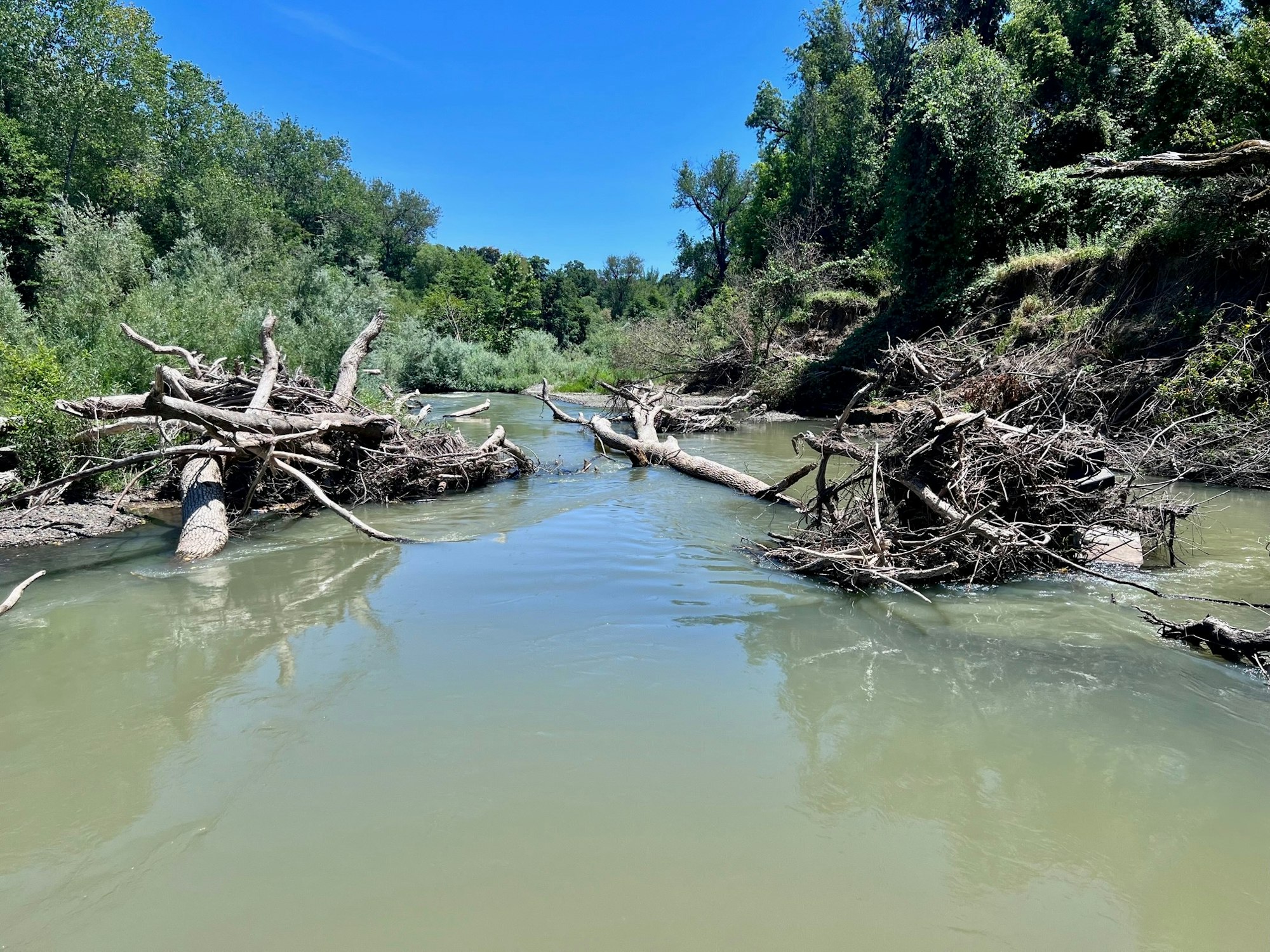 Russian River partial log jam at confluence with Morrison Creek. Picture taken on June 16, 2023 by CJ Watt