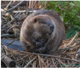 Beaver on sticks from Canadian Geographic article on Beaver animal facts.