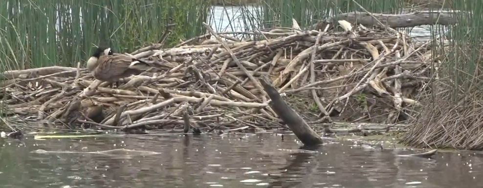 A beaver lodge with a perched goose on a calm waterbody surrounded by reeds.