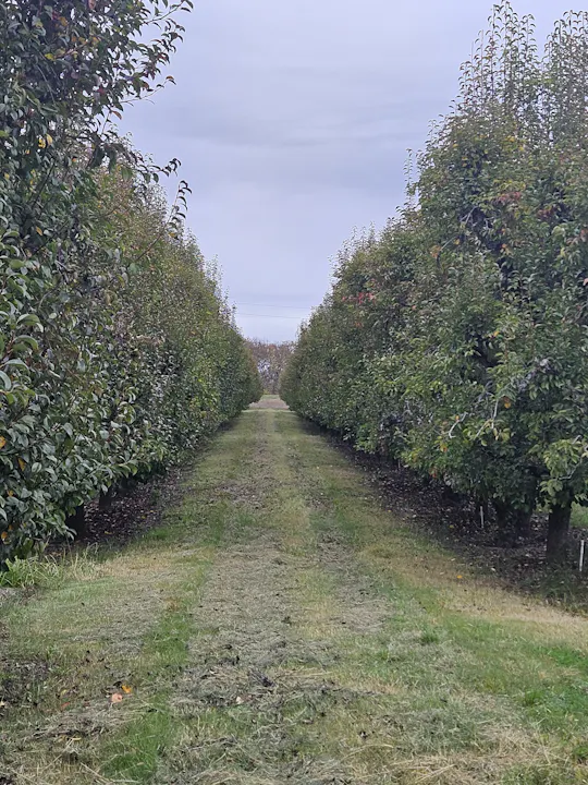 Mendocino County pears, November 2023 by E Salomone