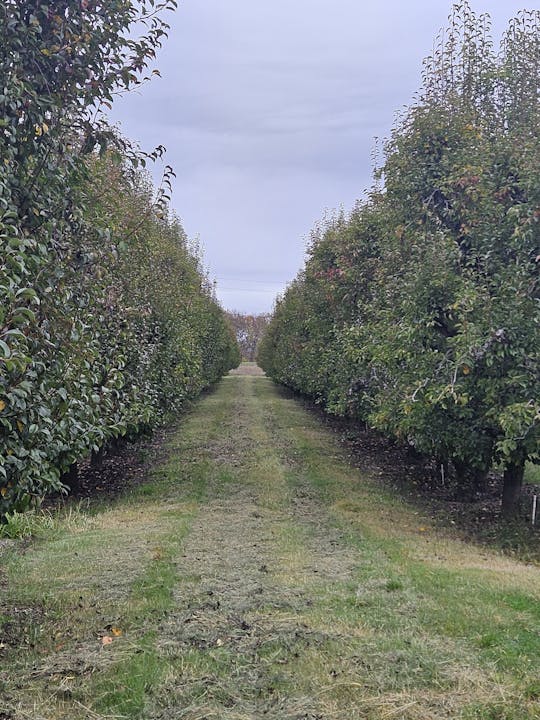 Mendocino County pears, November 2023 by E Salomone