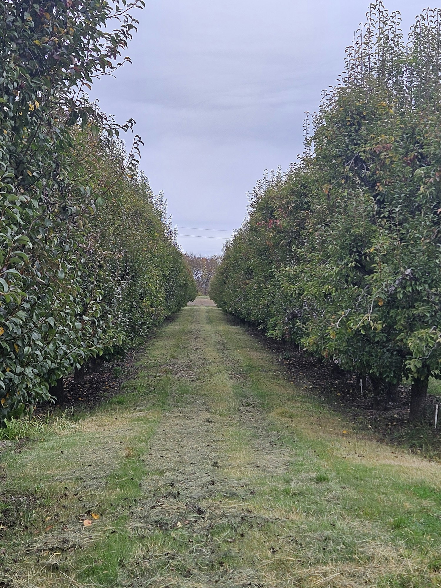 Mendocino County pears, November 2023 by E Salomone