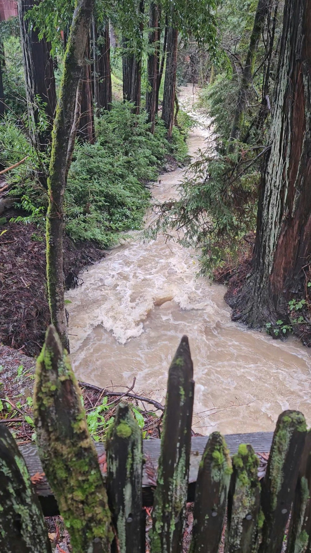 Gibson Creek in Ukiah, January 5, 2026 by E Salomone