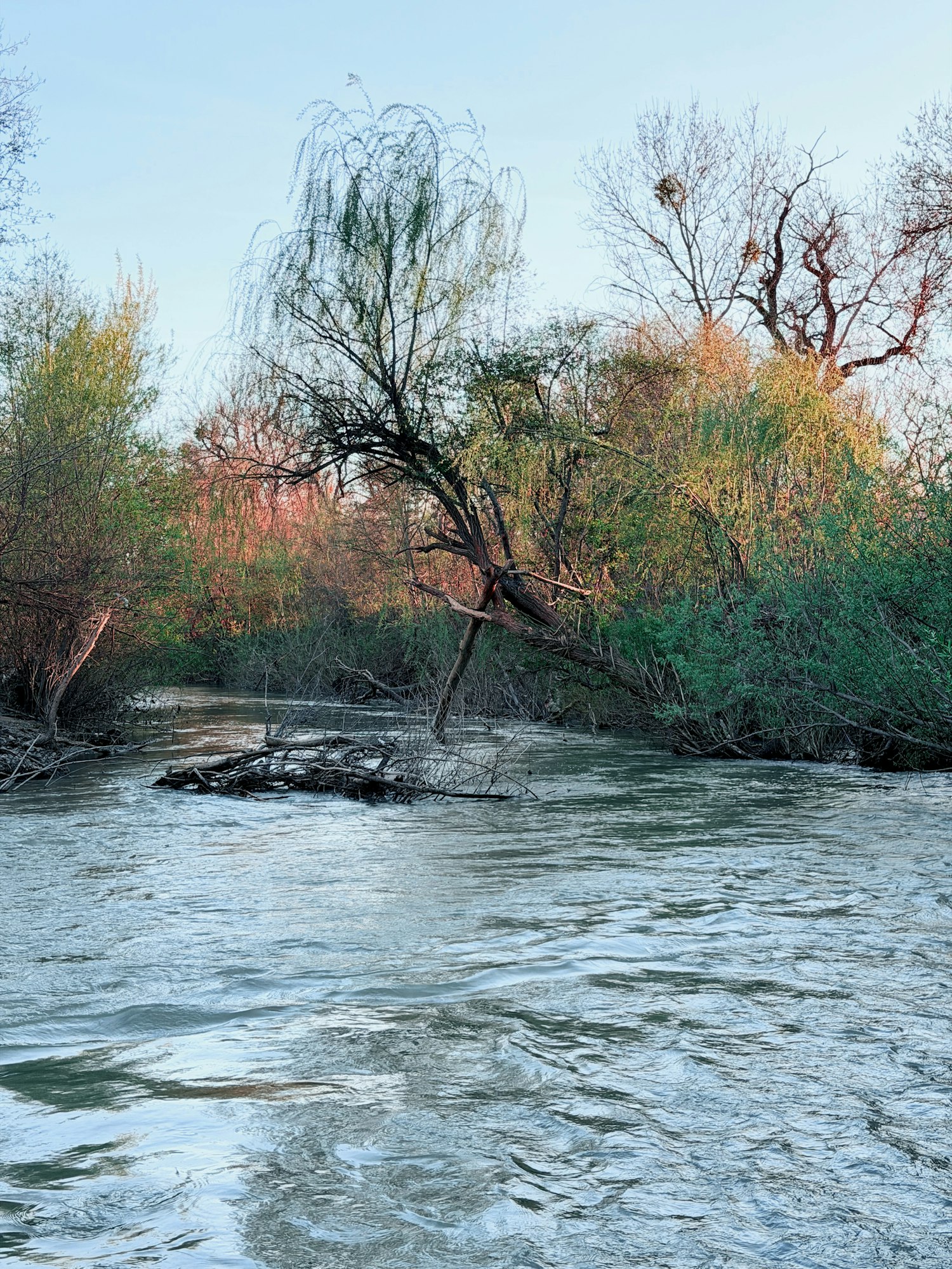 Russian River at Riverside Park, March 15, 2026 by CJ Watt