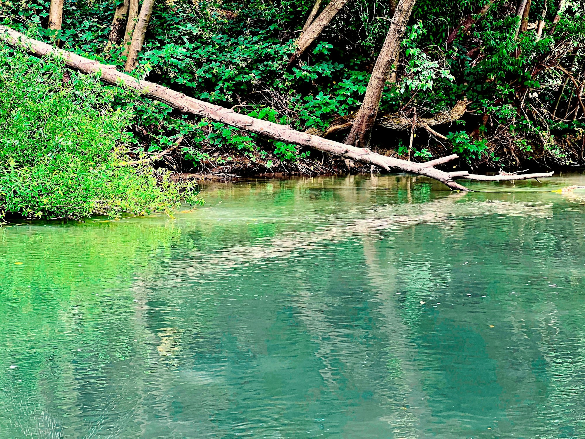 Russian River at Riverside Park, June 2024 by CJ Watt