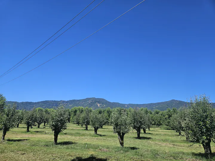 Ukiah Pear Orchard, June 2024, by E Salomone