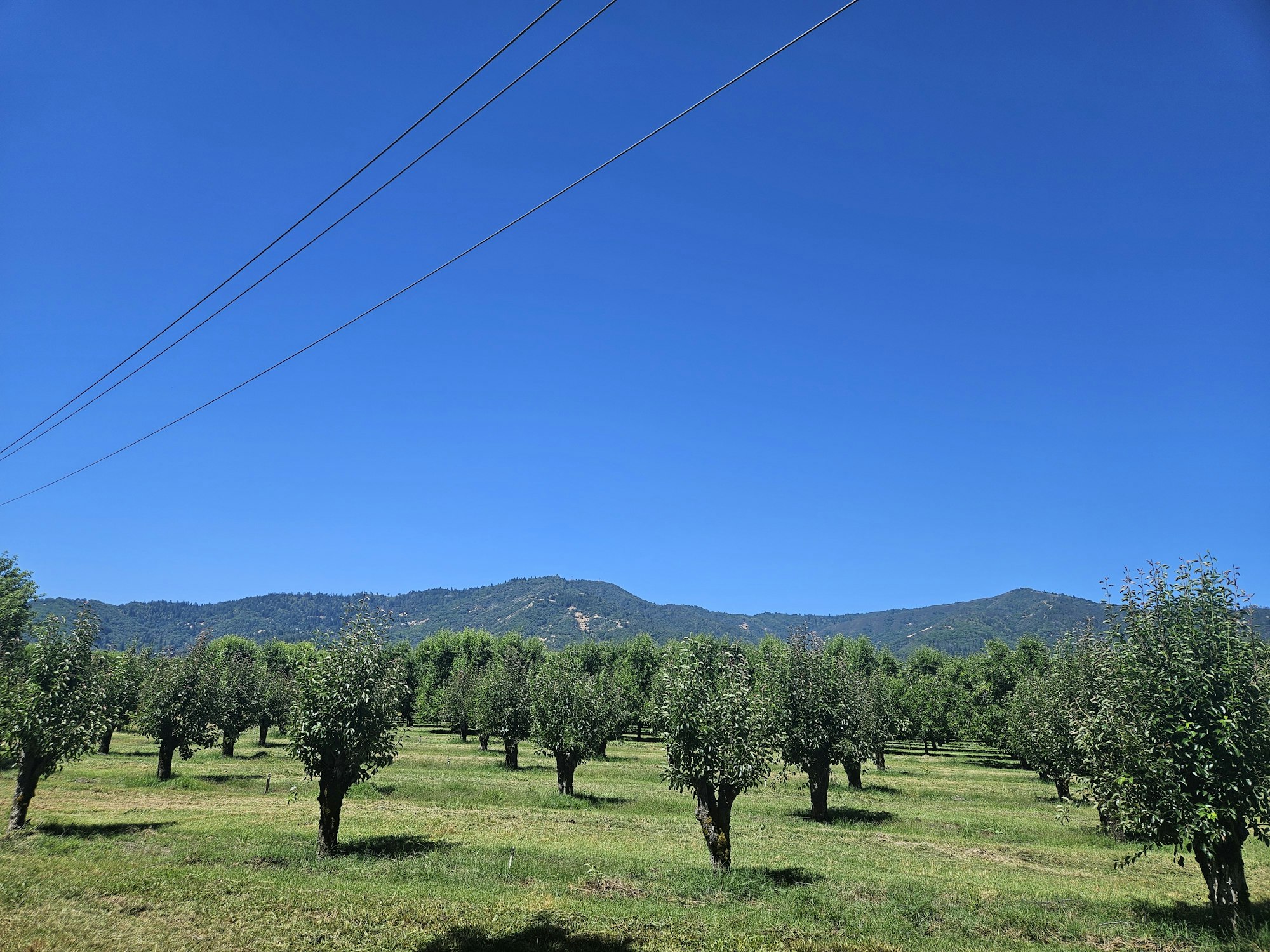 Ukiah Pear Orchard, June 2024, by E Salomone