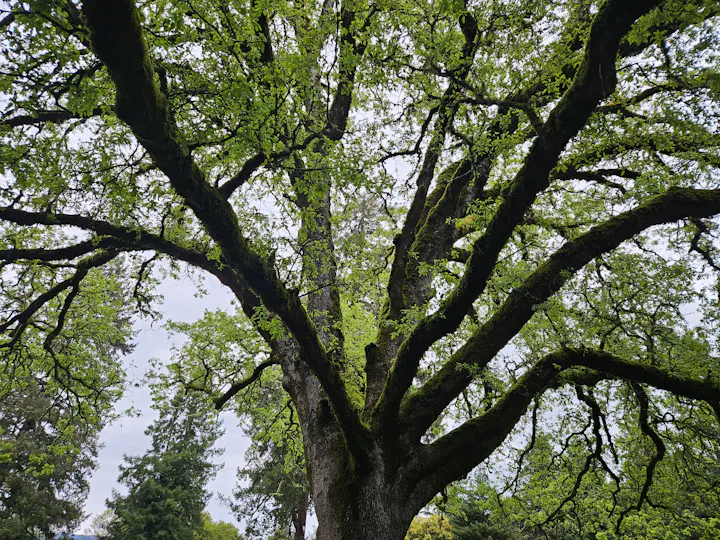Green Spring in Todd Grove Park, Ukiah on April 11, 2024 by E Salomone