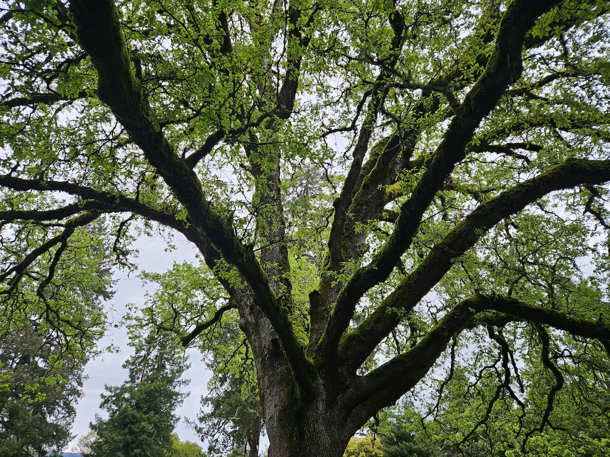 Green Spring in Todd Grove Park, Ukiah on April 11, 2024 by E Salomone