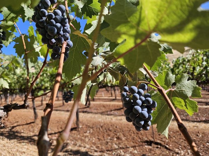 Wine grapes in Mendocino County, by E Salomone, September 2023