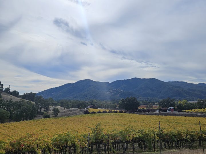 Mendocino County vineyard, by E Salomone