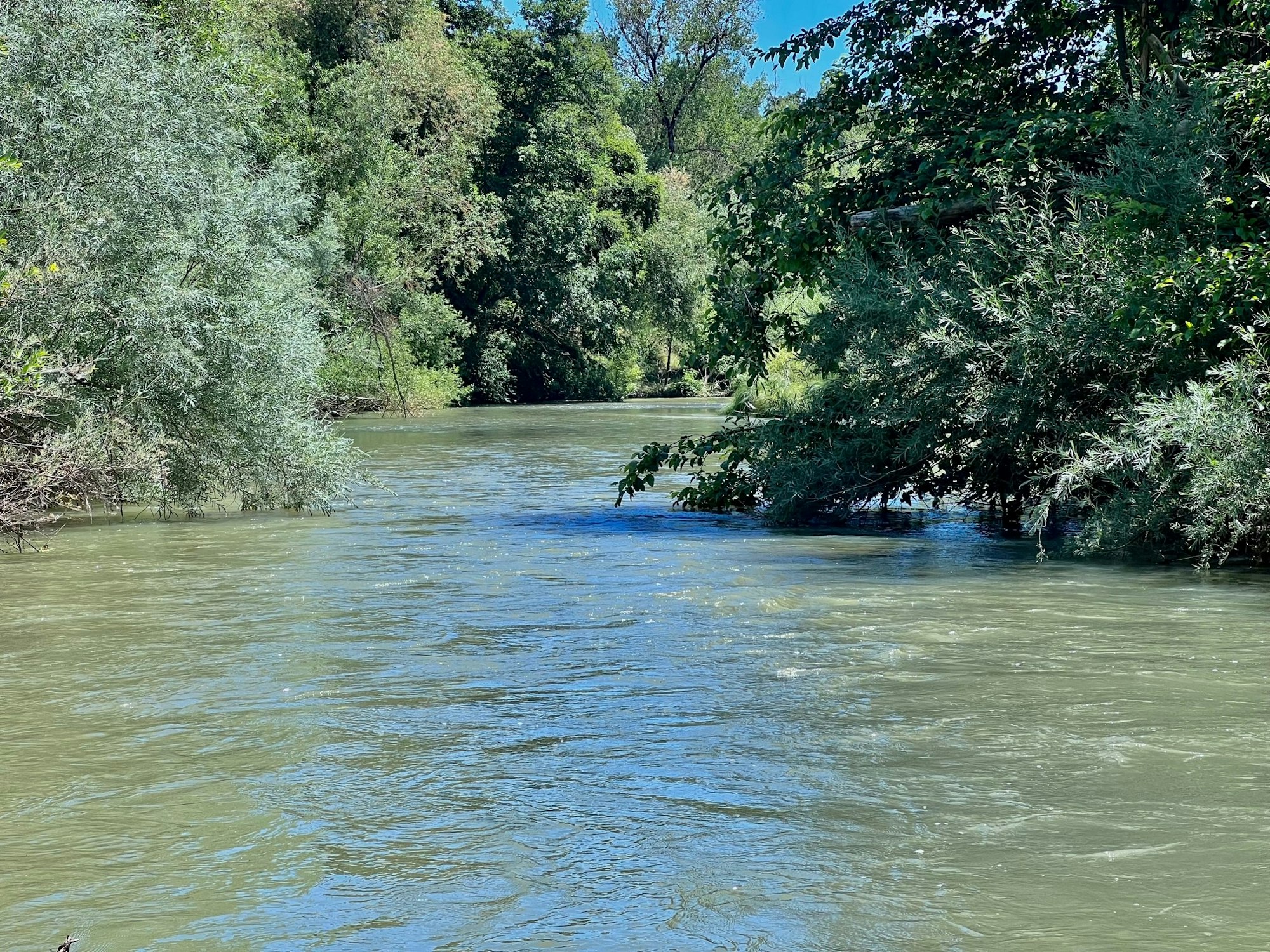 Russian River flowing just after the confluence with Morrison Creek. Picture taken on June 16, 2023 by CJ Watt