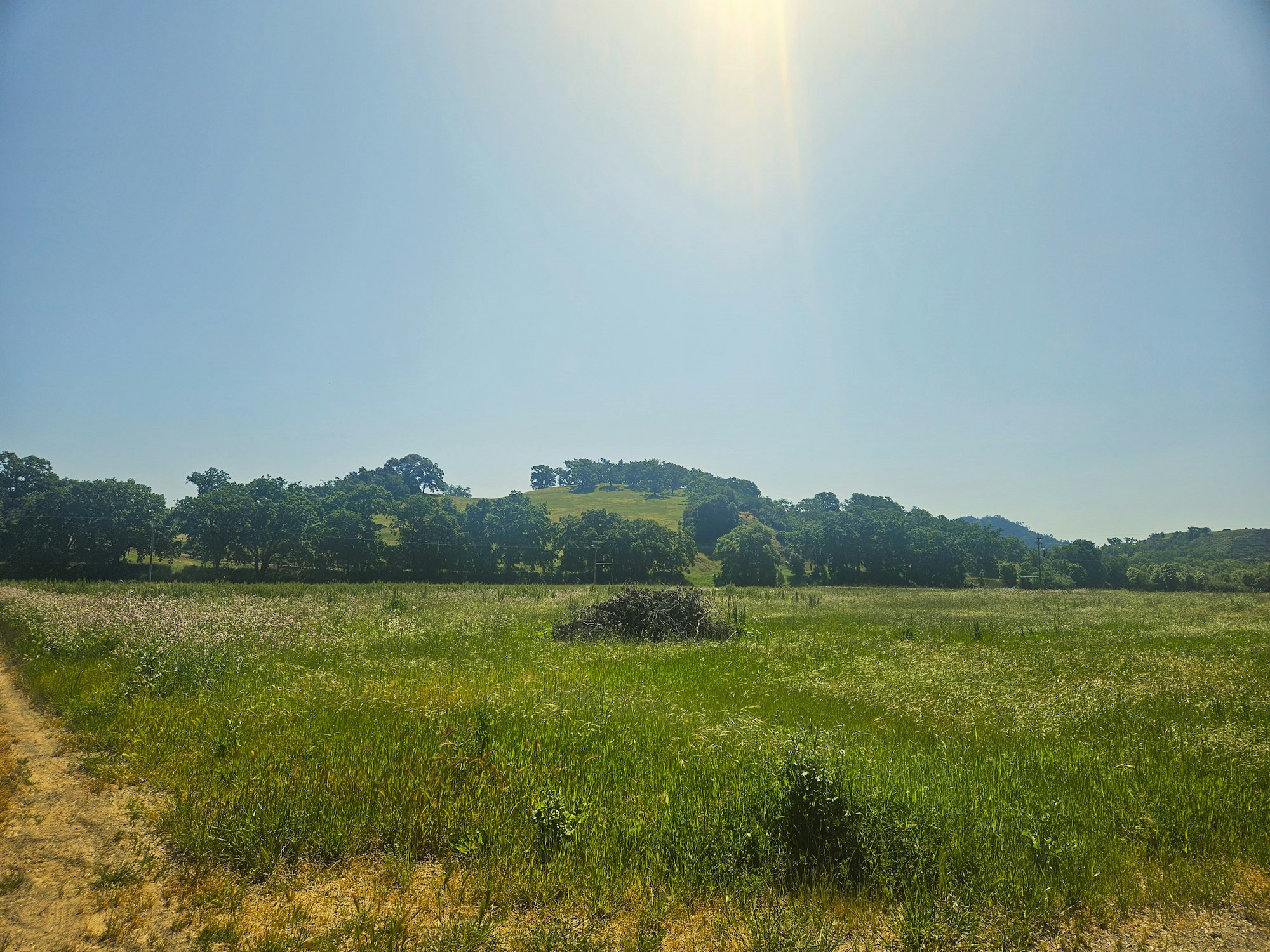 Fallow vineyard in the Hopland area, April 2025, by E Salomone