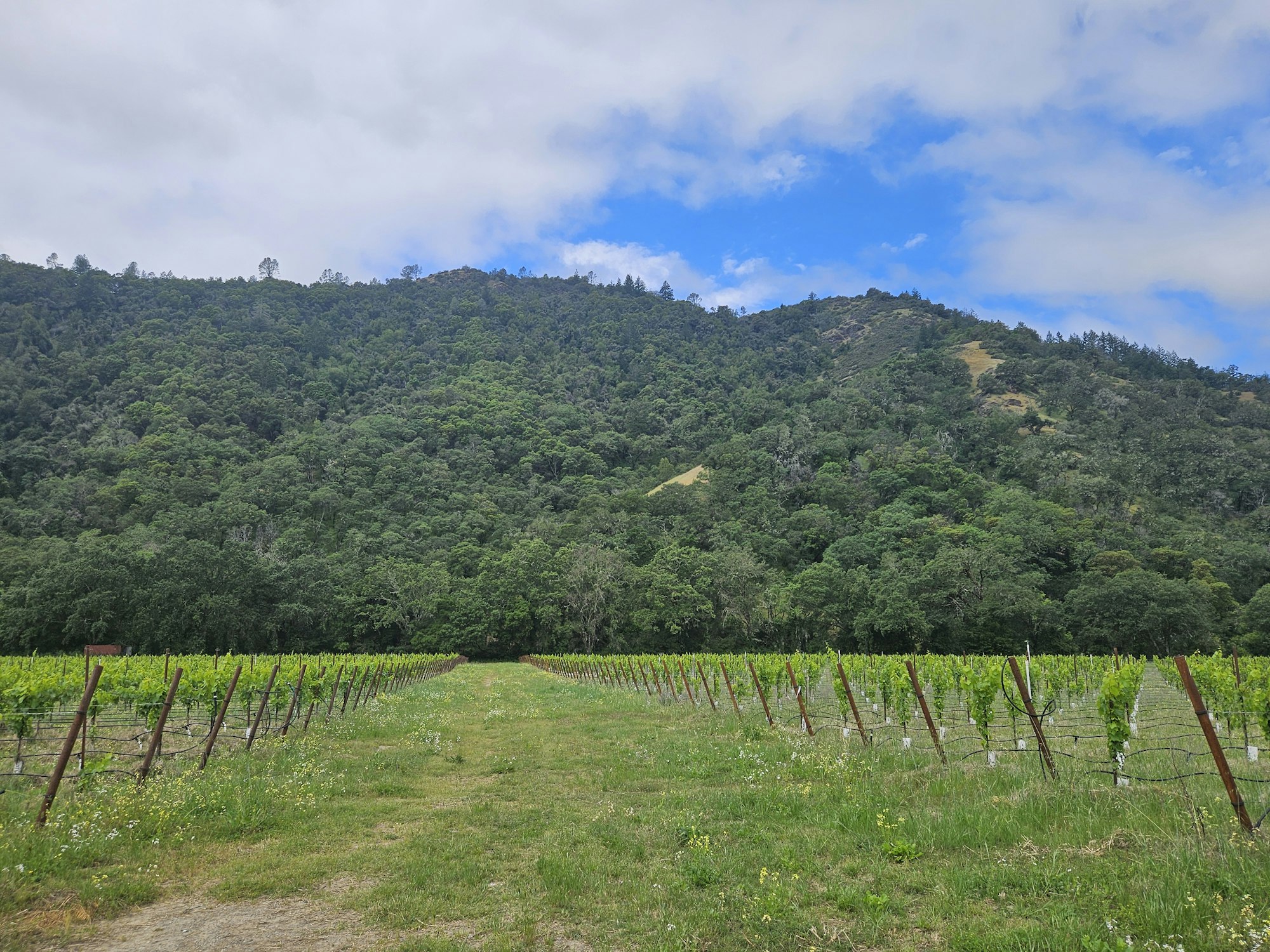 Mendocino County vineyard in May 2025, by E Salomone