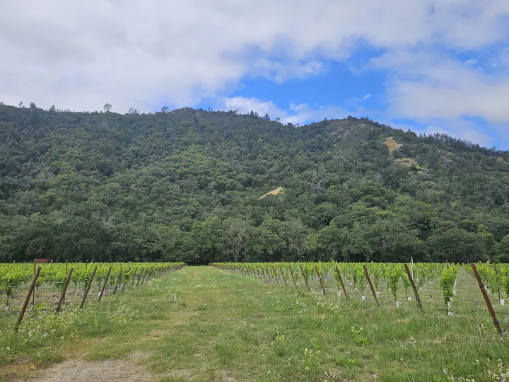 Mendocino County vineyard in May 2025, by E Salomone