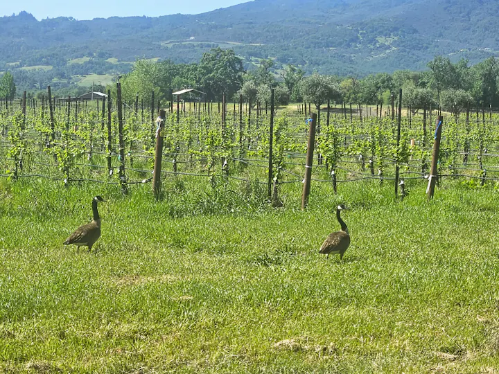 Russian River vineyard near Hopland, May 2025 by E Salomone