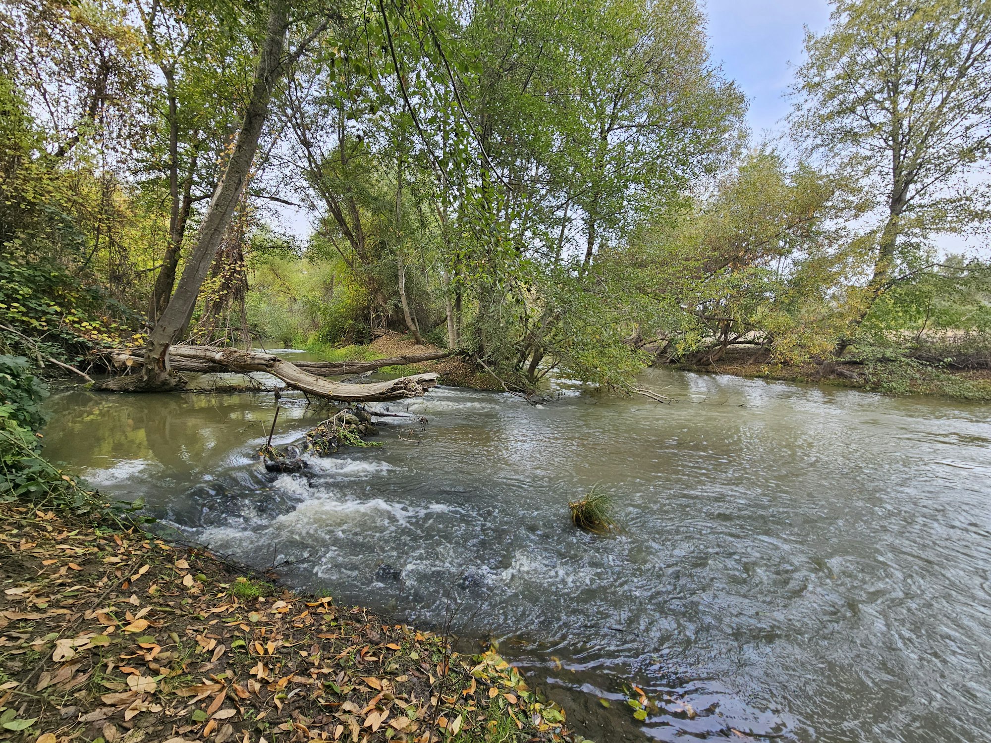 Russian River, November 2, 2023 by E. Salomone