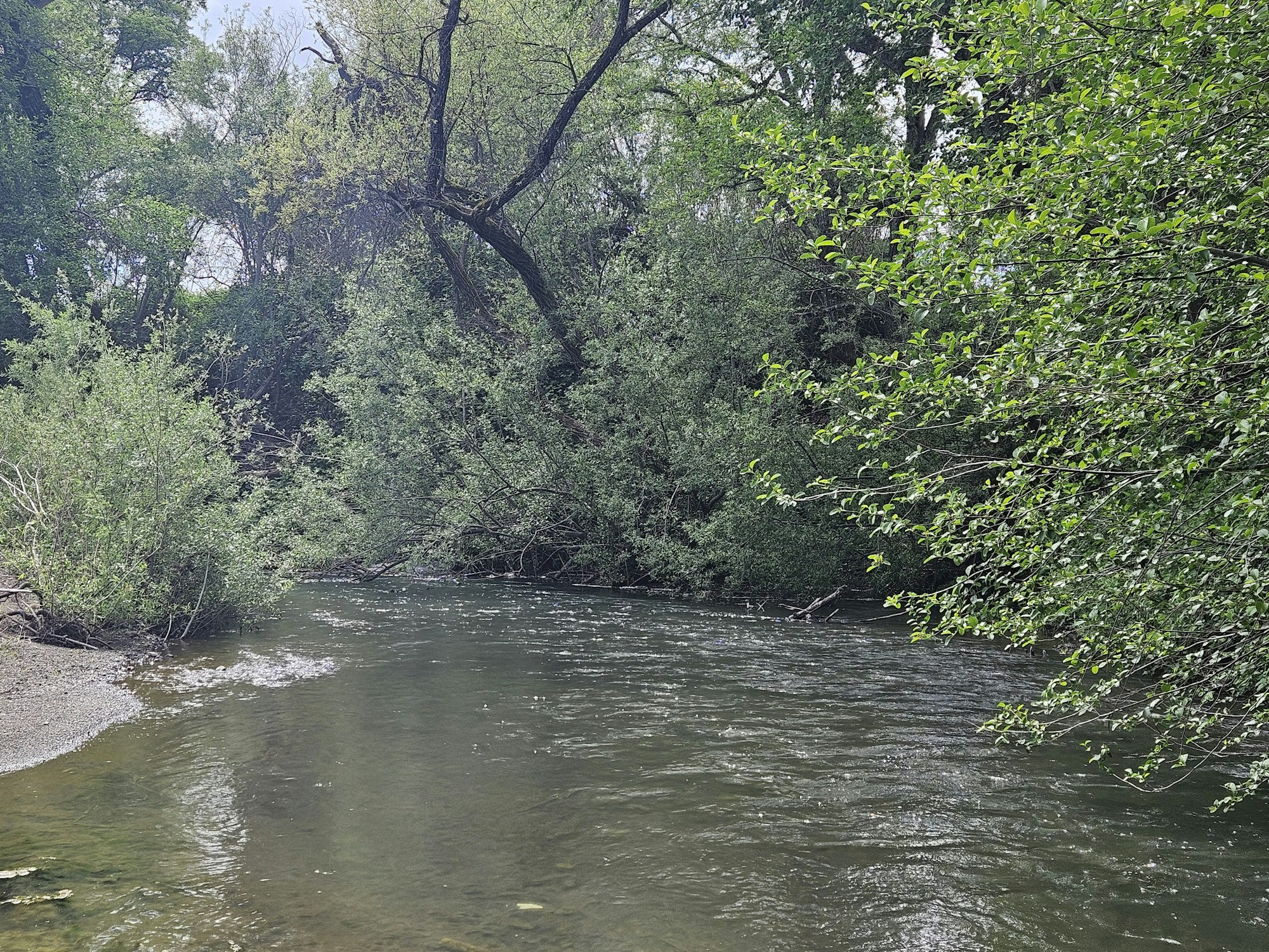 East Fork Russian River in Potter Valley, April 2026, by E Salomone
