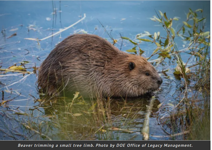 Beaver in water