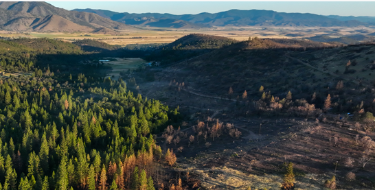 Aerial view of a forest with areas of deforestation, contrasting green trees and barren land.