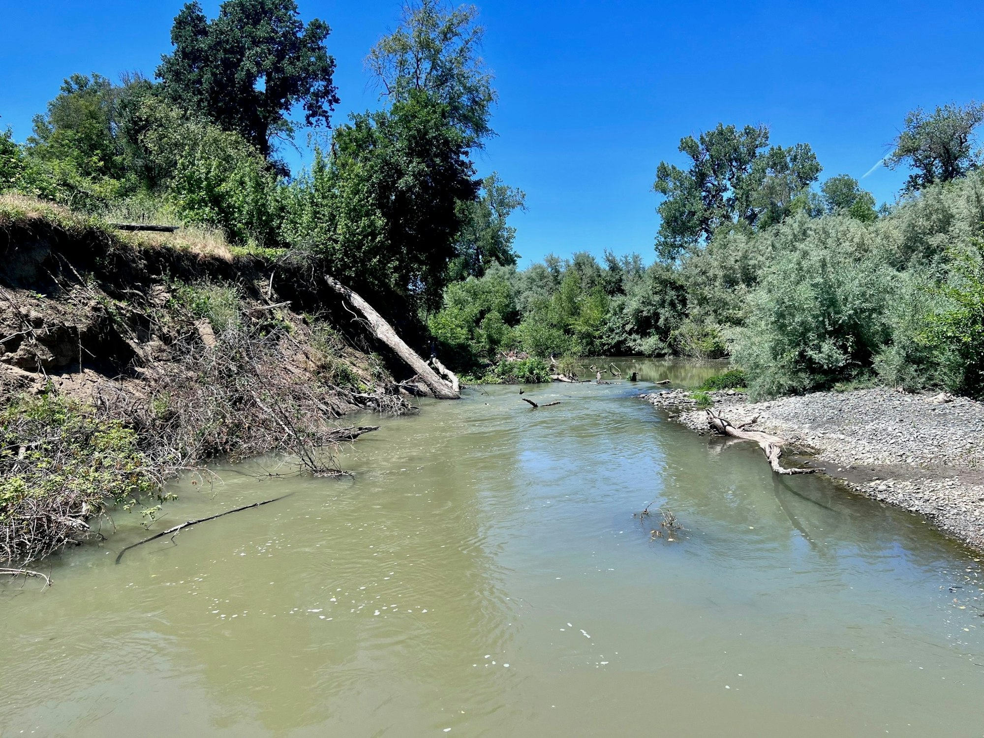 Russian River partial log jam at confluence with Morrison Creek. Picture taken on June 16, 2023 by CJ Watt