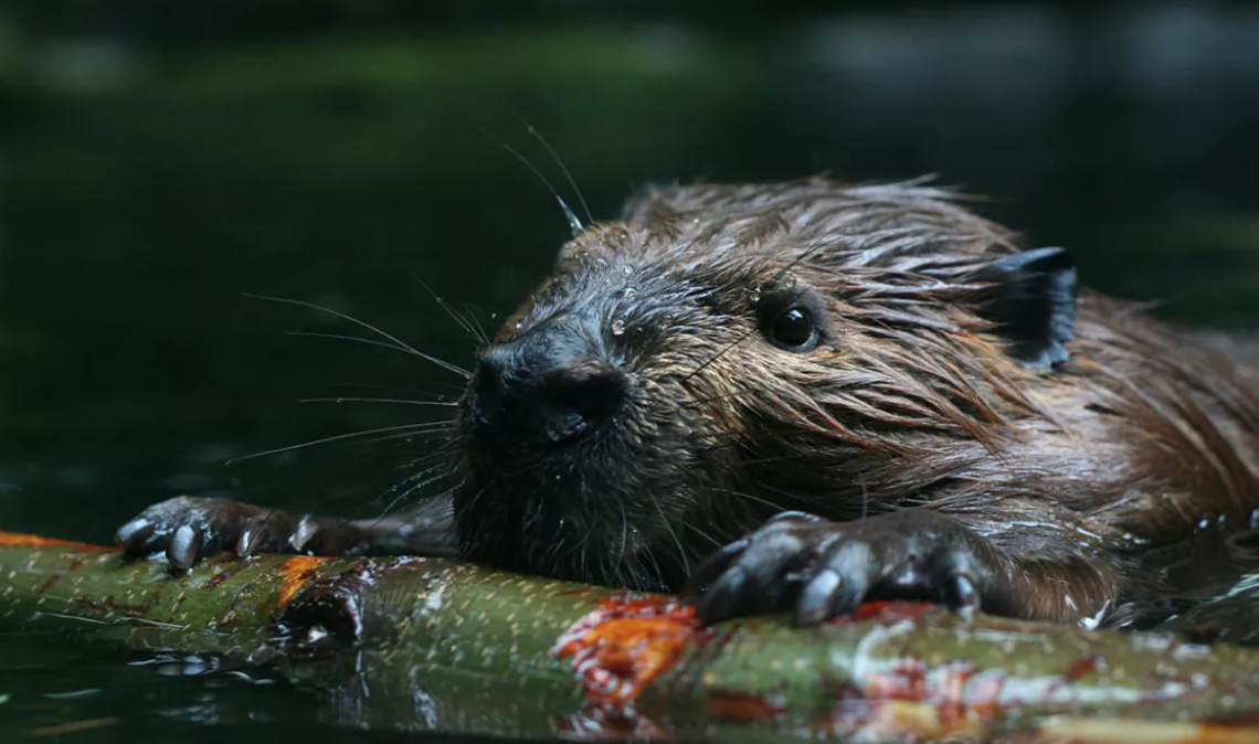 A beaver building a dam by Jeff Hochstrasser/iStock