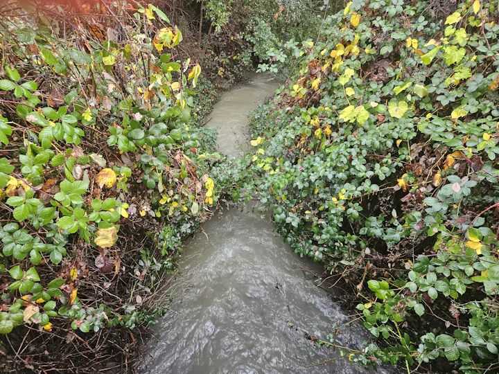 Gibson Creek in Ukiah, December 22, 2025 by E Salomone