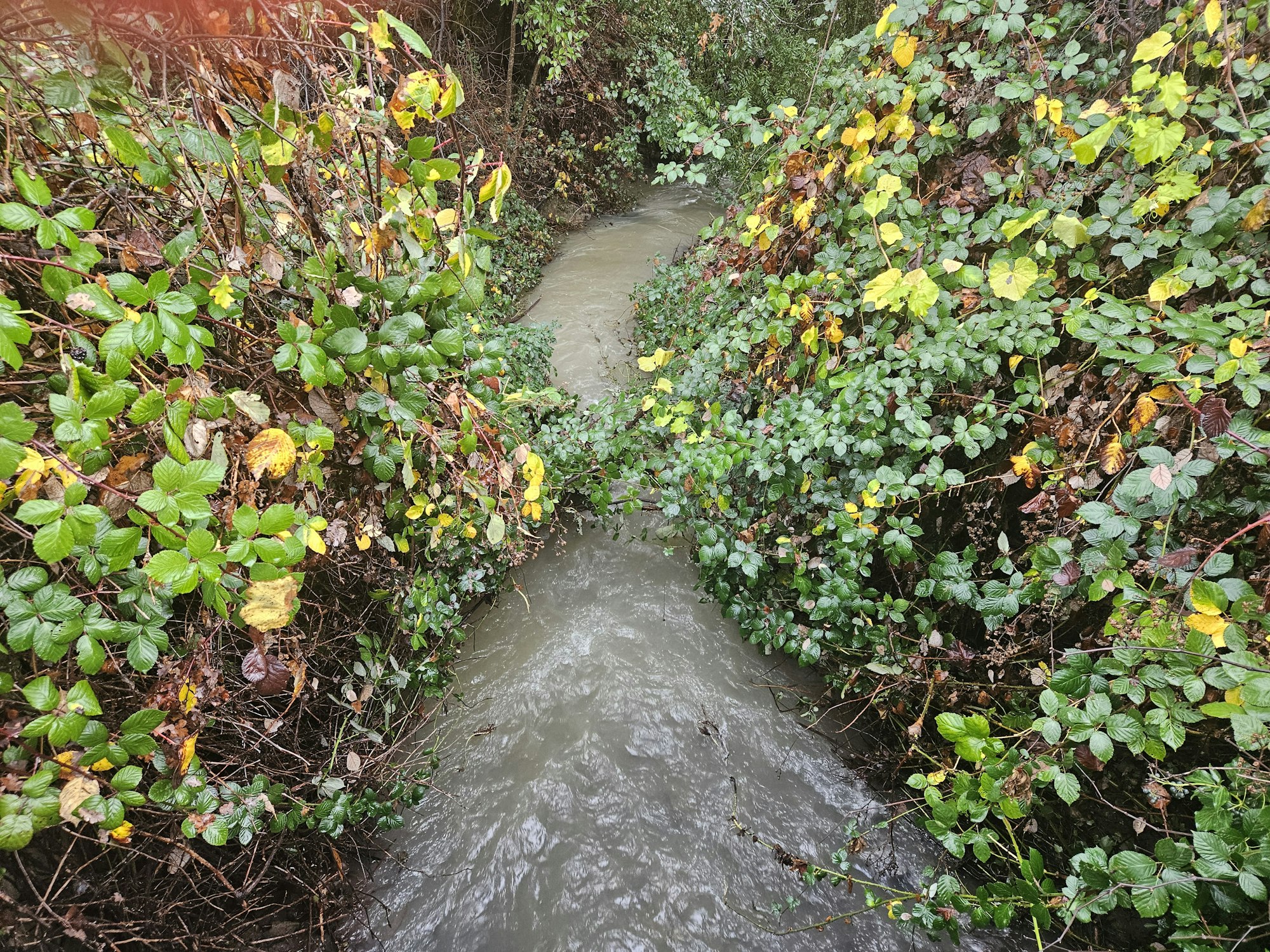 Gibson Creek in Ukiah, December 22, 2025 by E Salomone