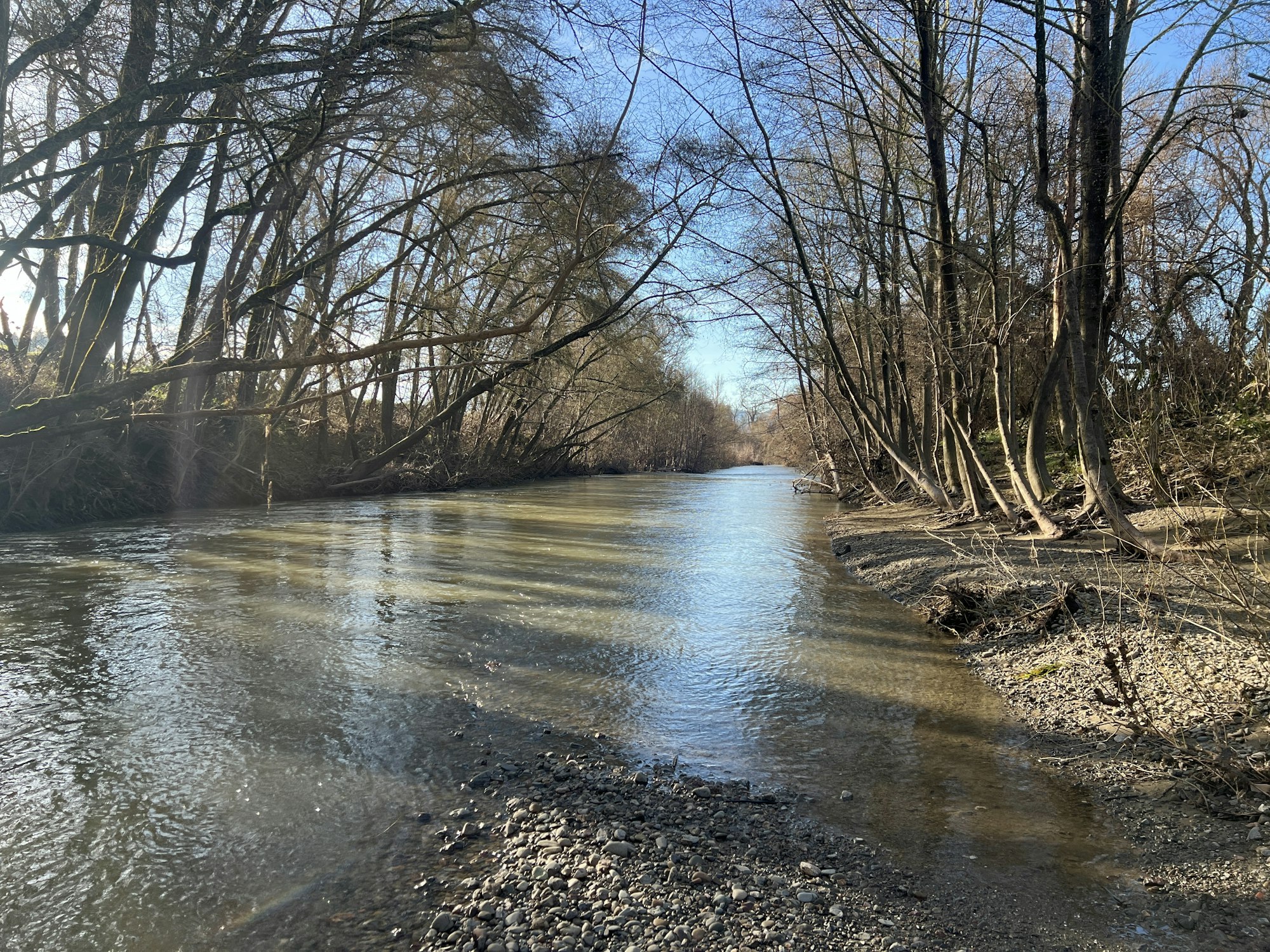 Russian River at Riverside Park, Ukiah January 18, 2025 by CJ Watt
