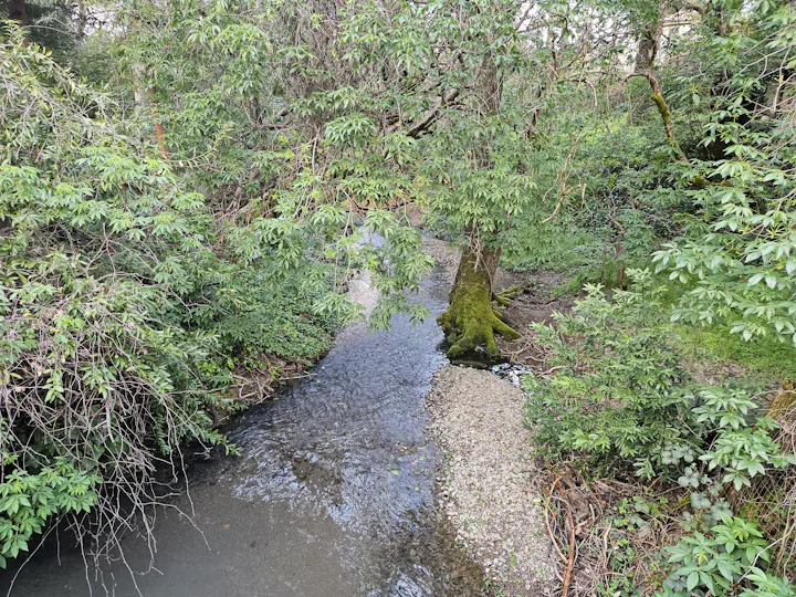Gibson Creek in Ukiah, 3-28-25, by E Salomone