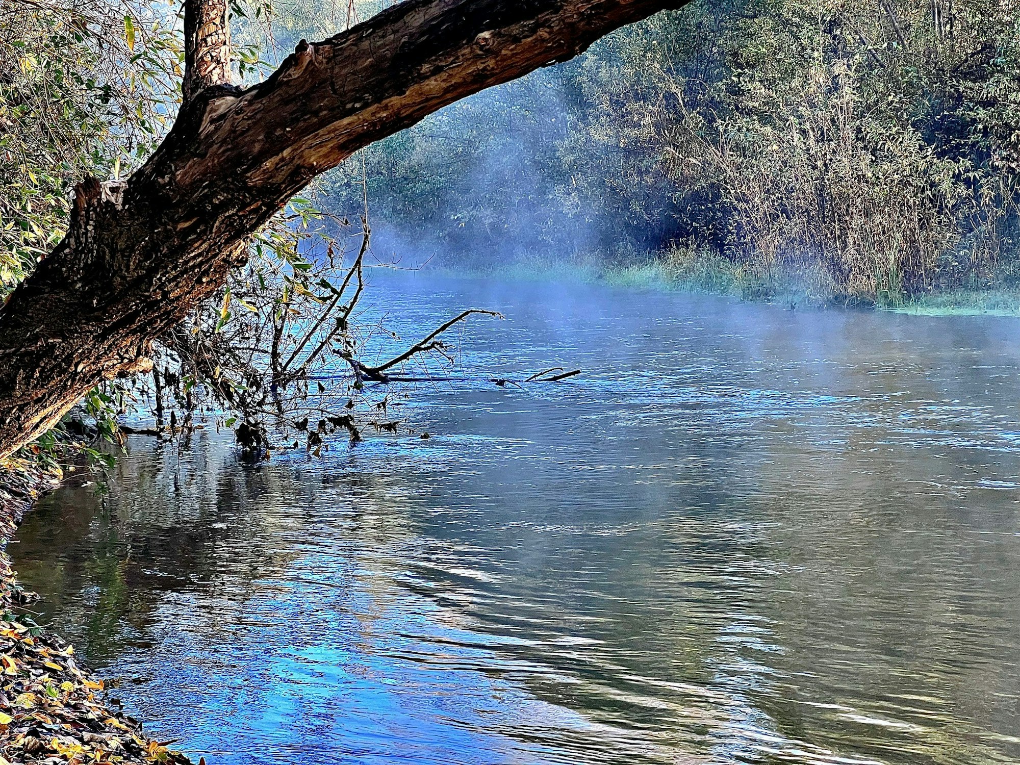 Russian River in Ukiah Valley, November 19, 2023 by CJ Watt