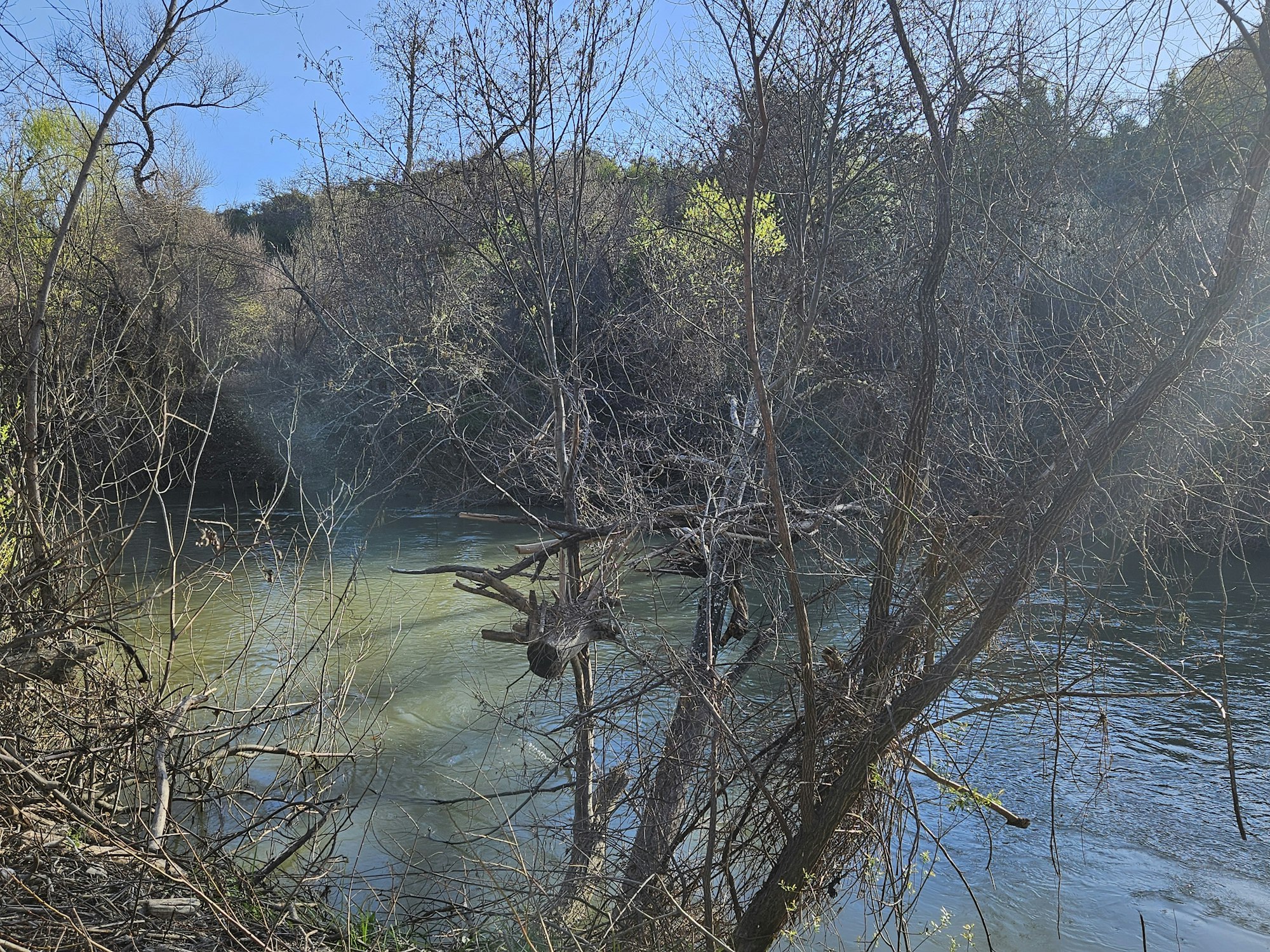 Russian River after high waters- tree stump lodged in tree, 3-5-26 by E Salomone