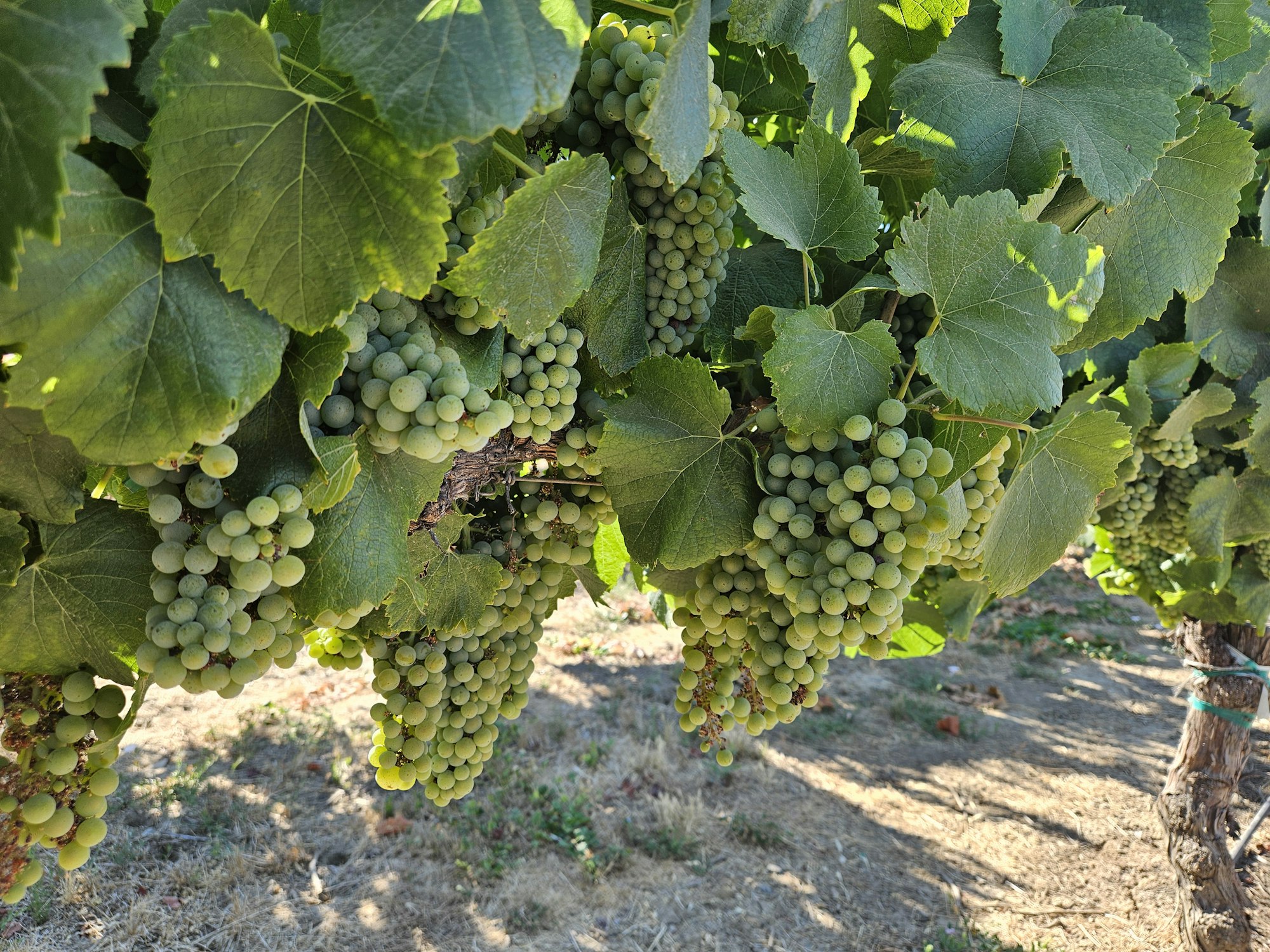 Ukiah Valley grapevines, July 2024 by E Salomone