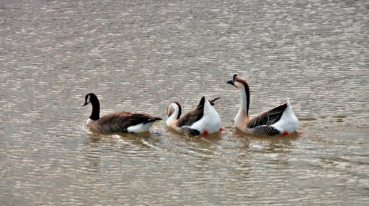 Lake Mendocino wildlife - ducks, March 4, 2023 by CJ Watt