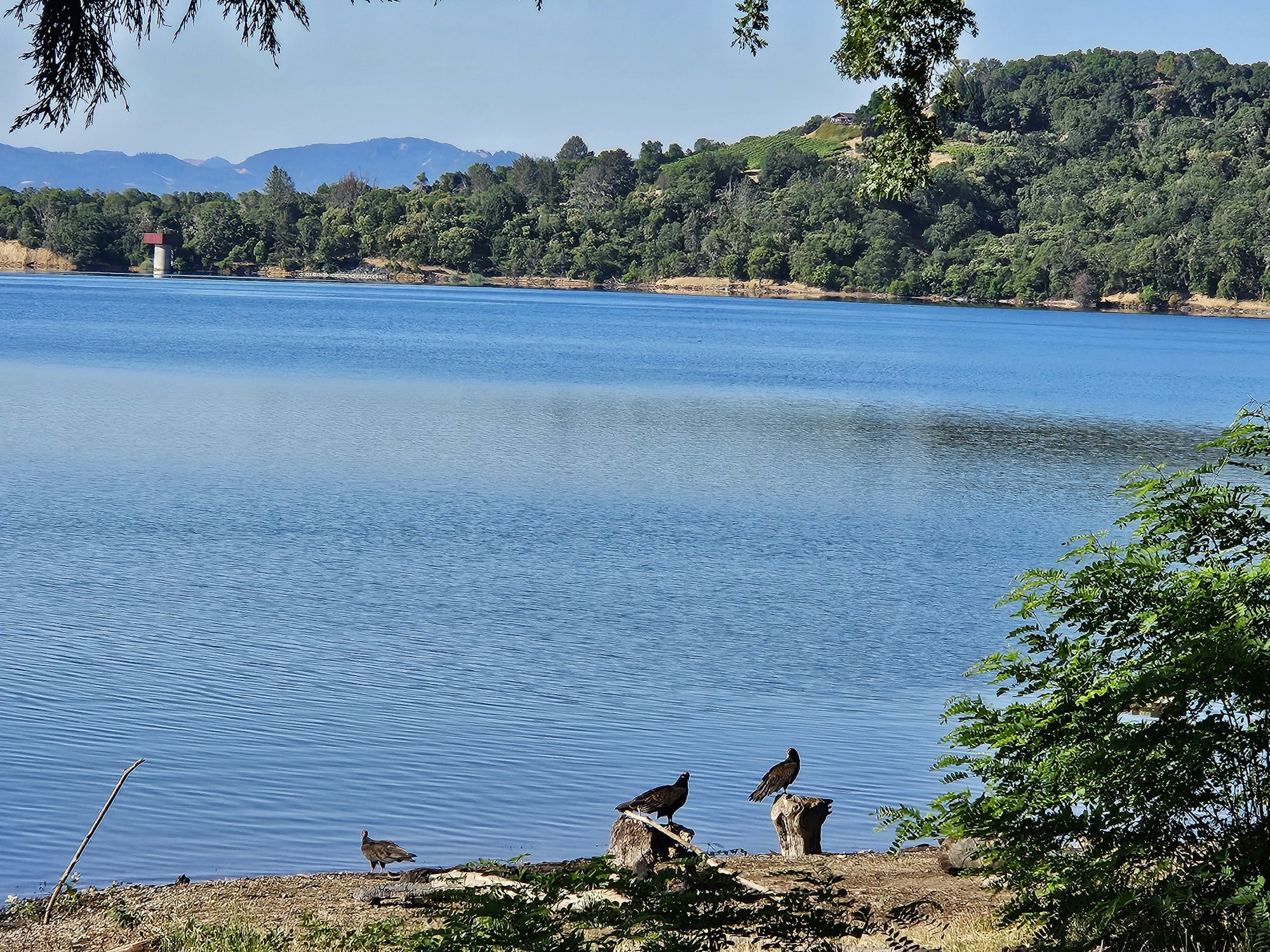 Lake Mendocino, June 2025 by E Salomone