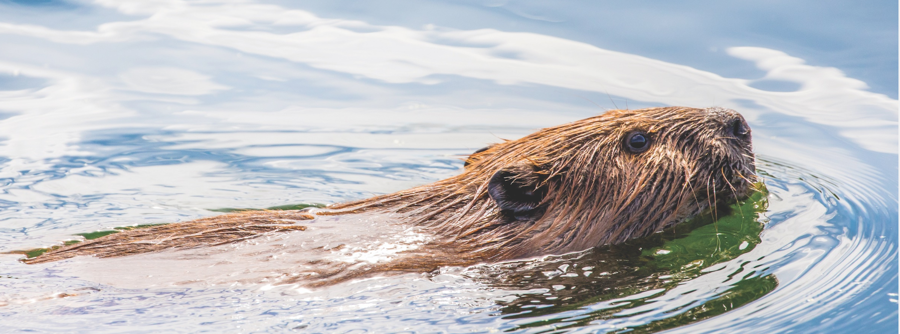 May contain: animal, mammal, rodent, wildlife, and beaver