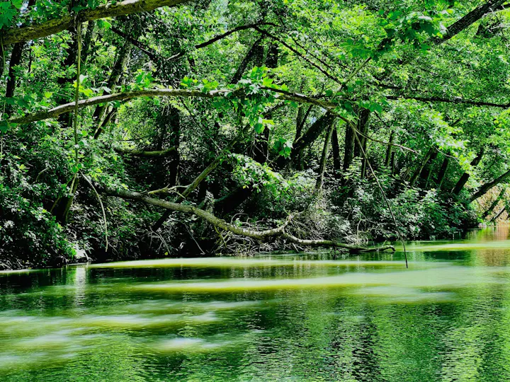 Russian River at Riverside Park, June 2024 by CJ Watt