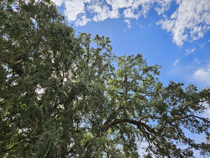 Russian River riverside tree, October 2024 by E Salomone