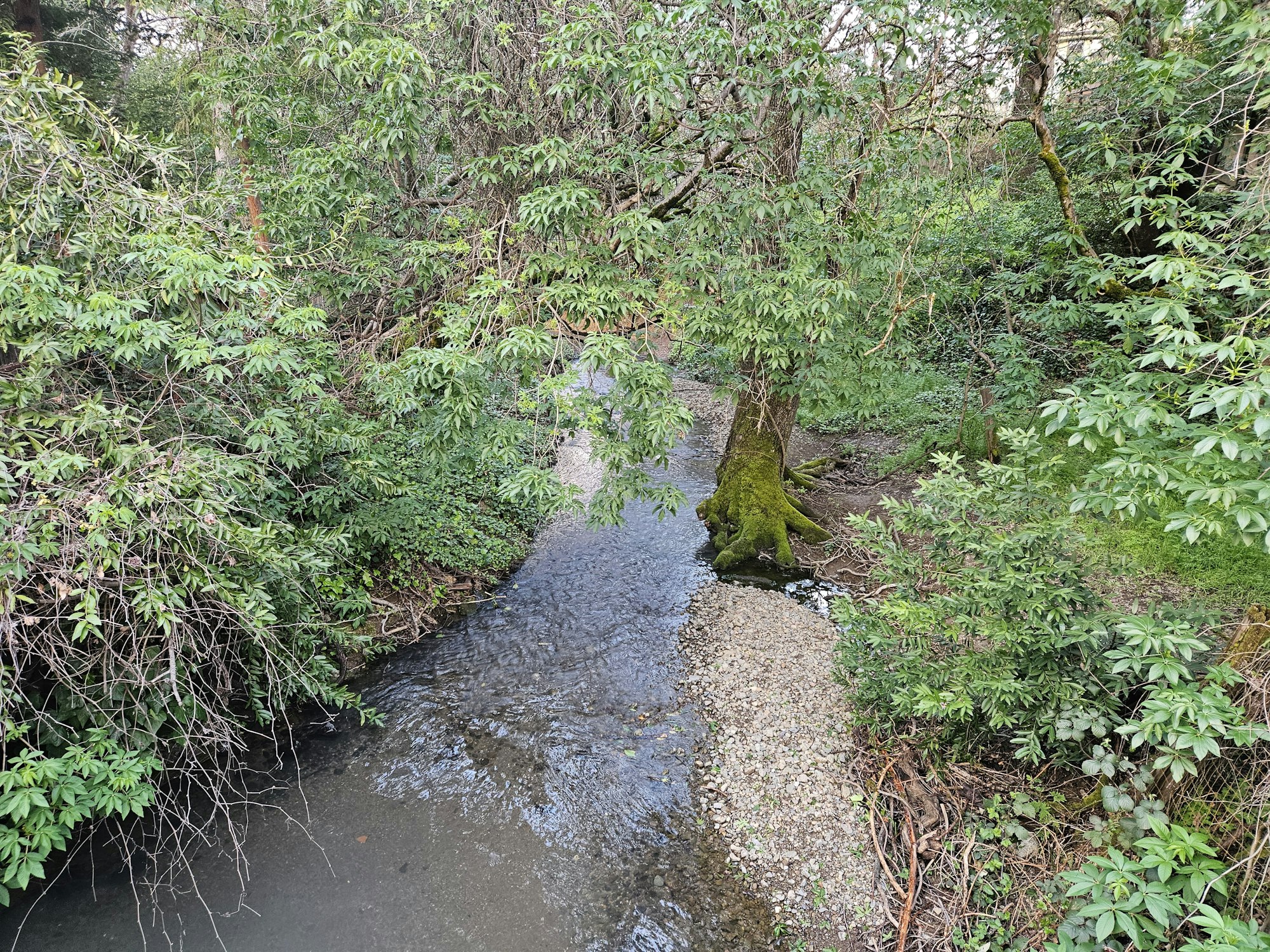 Gibson Creek in Ukiah, 3-28-25, by E Salomone