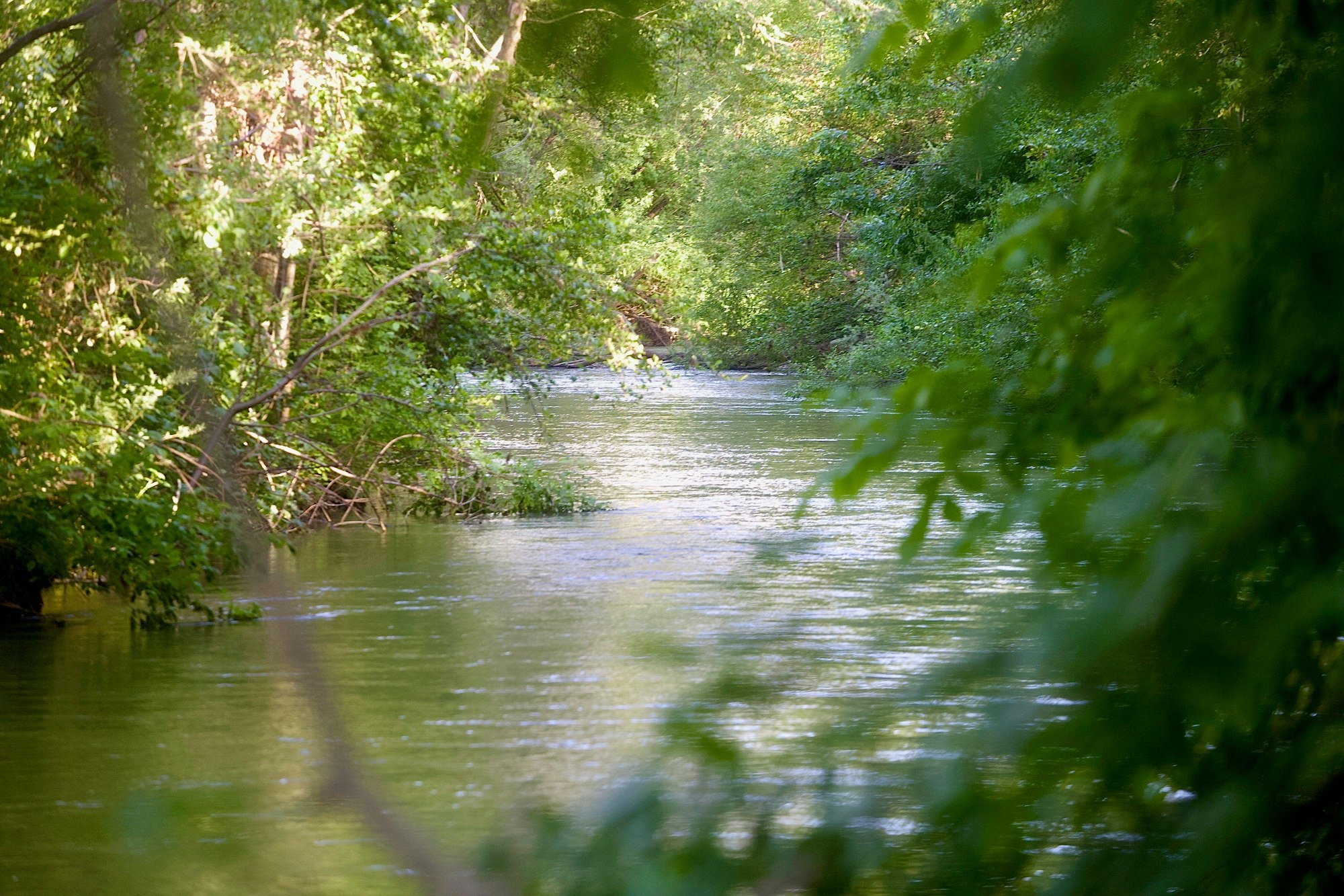 May 6, 2024 Russian River at Riverside Park by CJ Watt