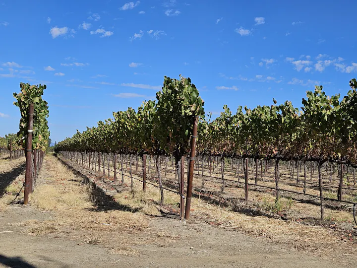 Russian River vineyard, 10-4-24 by E Salomone