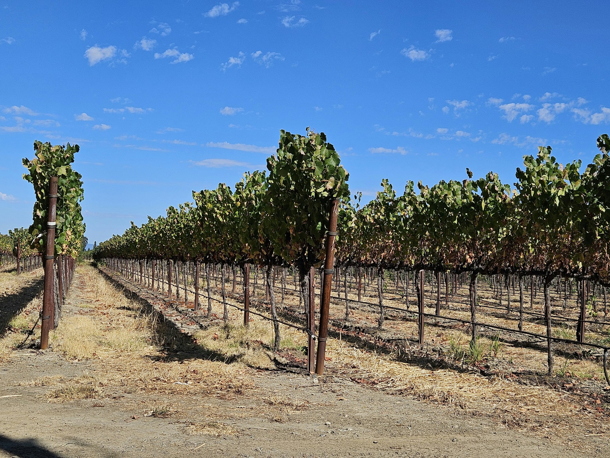 Russian River vineyard, 10-4-24 by E Salomone