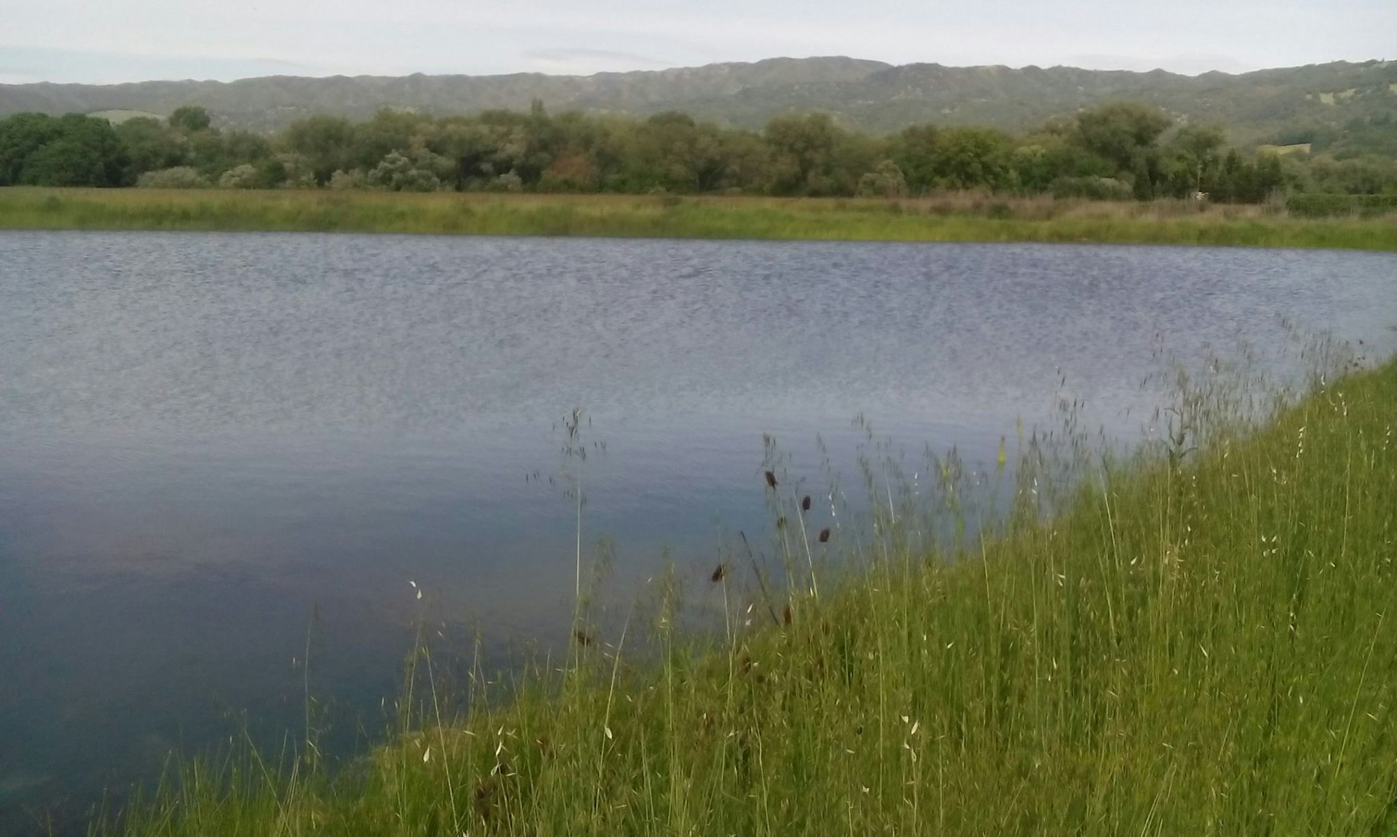 Pond