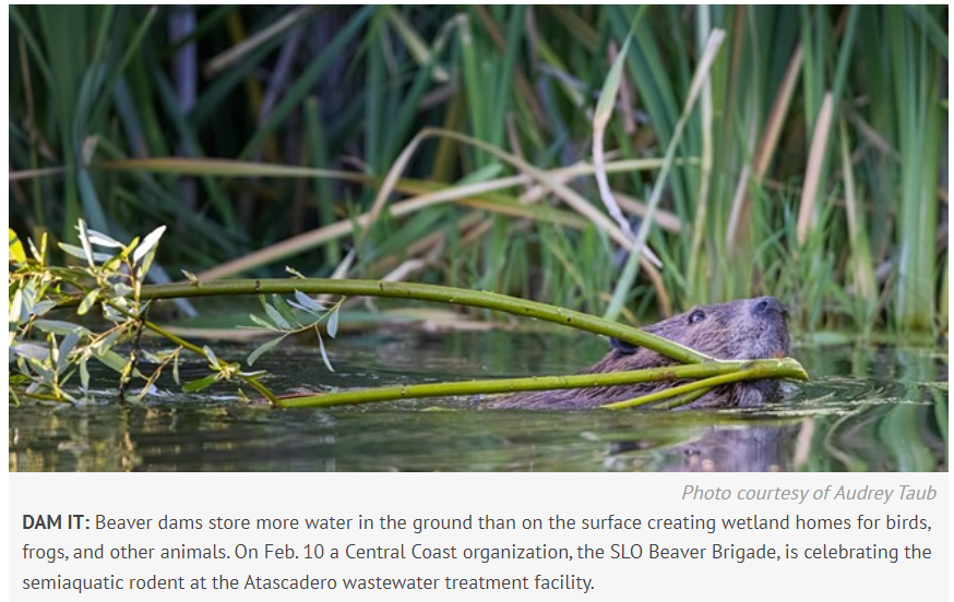 Beaver working from Santa Maria Sun 2/8/24, photo by Audrey Taub