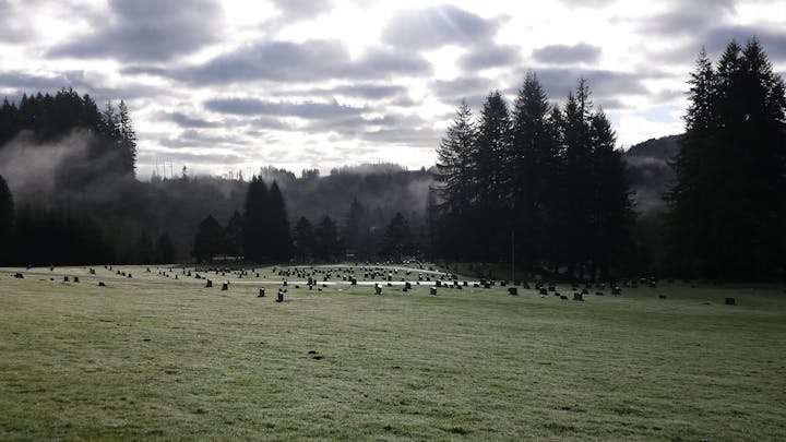 Photo of Murray Hill cemetery looking toward the entrance and exit. Sunlight shining through the cloudy sky in the late dawn hours with a light mist rising from the grass