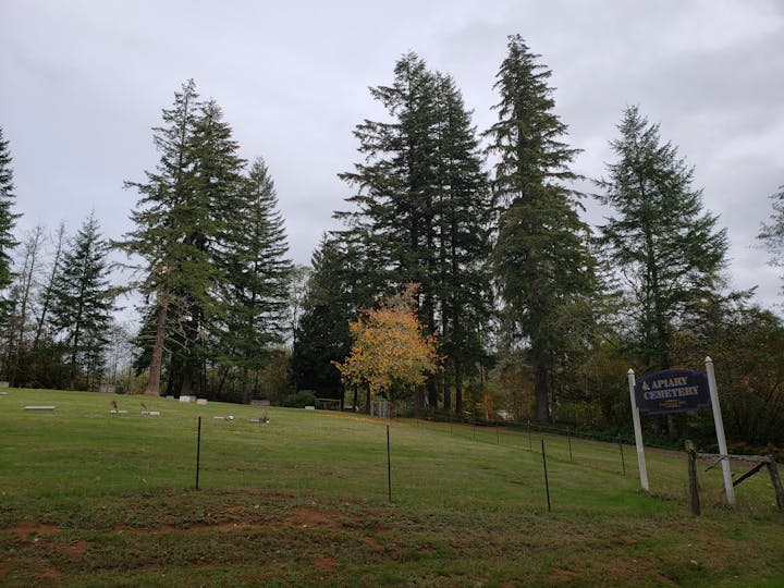 May contain: fir, abies, tree, plant, grass, and conifer