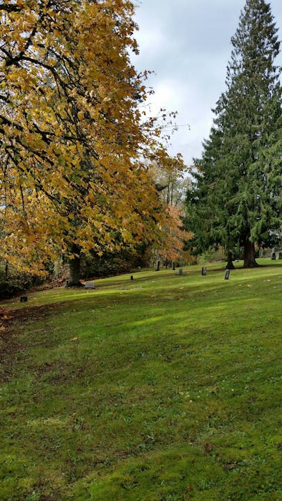 May contain: grass, plant, tree, lawn, park, and outdoors