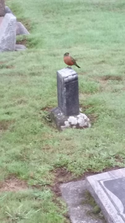 May contain: animal and bird