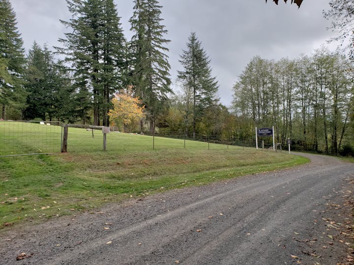 May contain: dirt road, gravel, road, plant, tree, abies, fir, tarmac, and asphalt