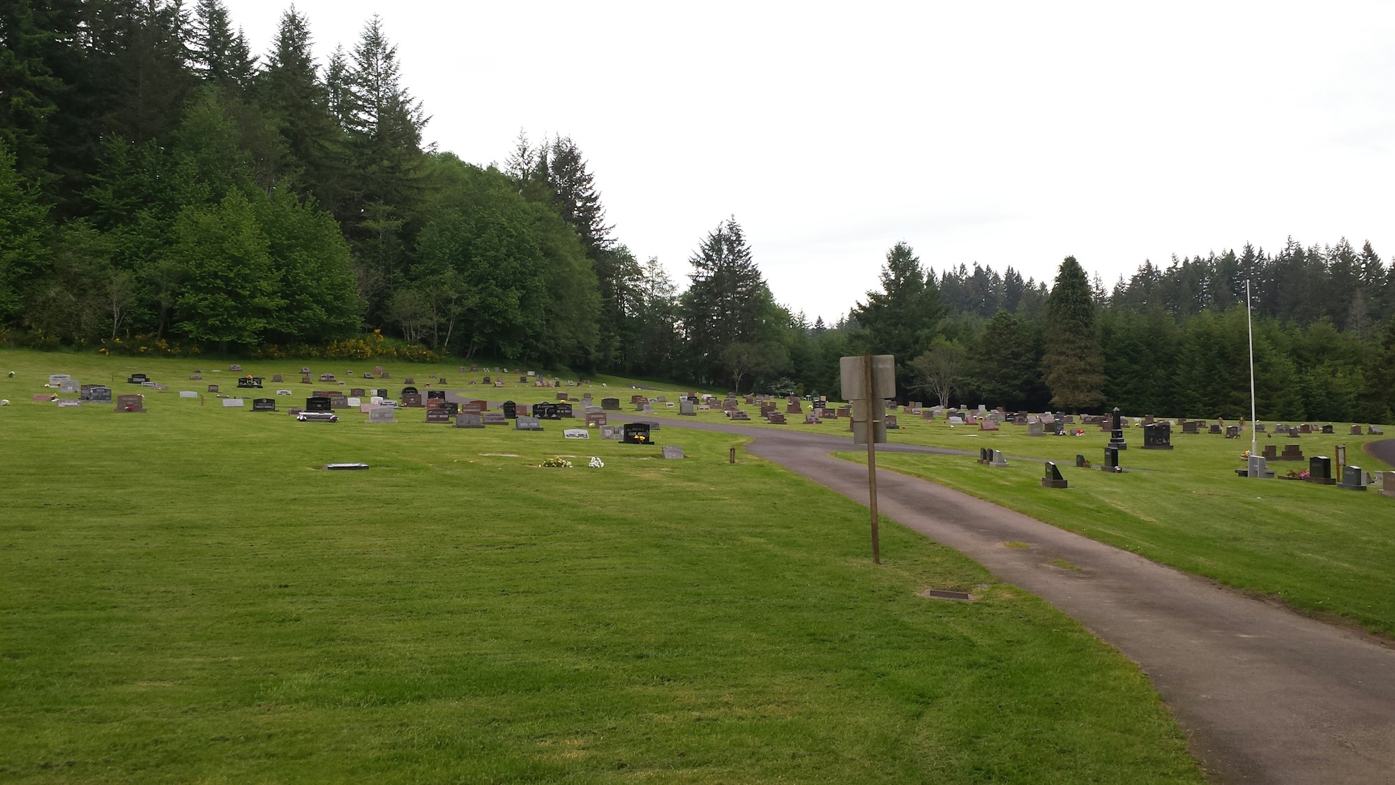 Photo of Murray Hill cemetery looking toward the back of the cemetery in June with the sun shining. The scotch broom is in full bloom in the background.